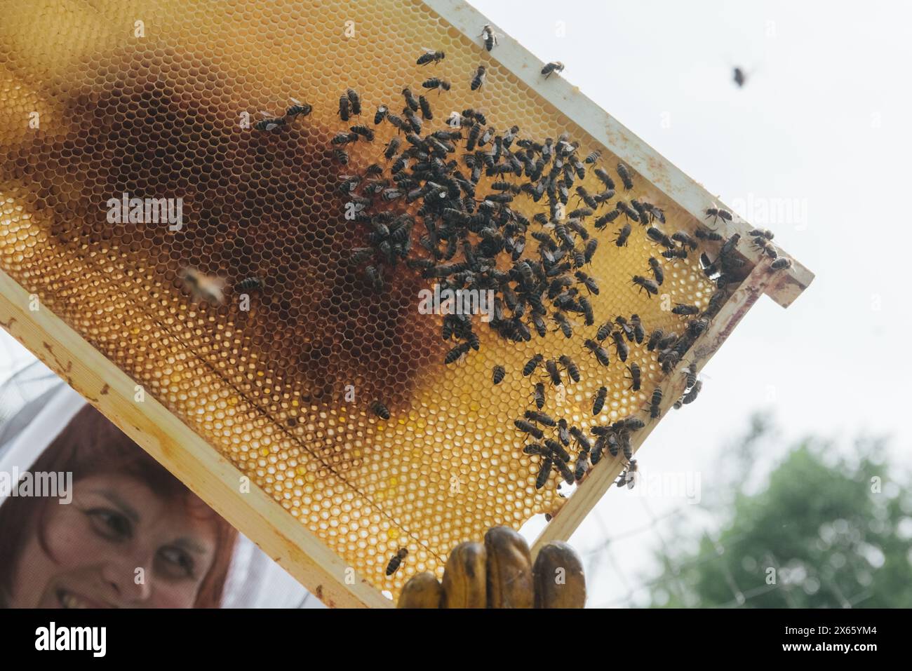 harvest honey, bees make honey Stock Photo