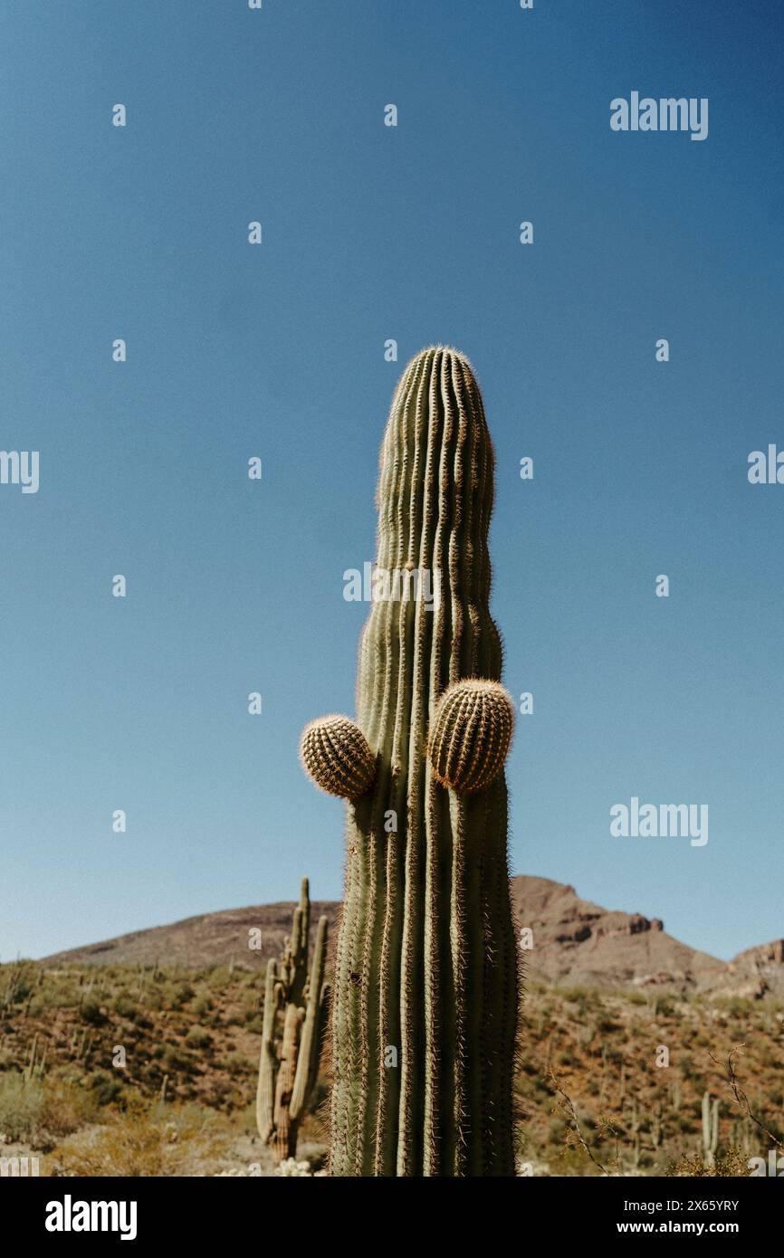 Triple Cacti against Blue Sky Stock Photo