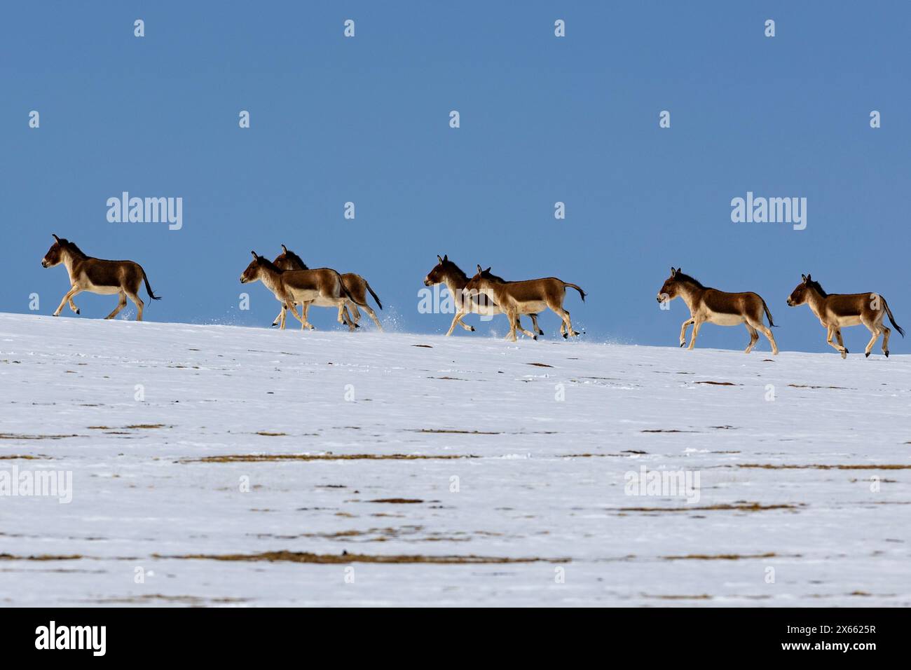 Wild tenzin hi-res stock photography and images - Alamy