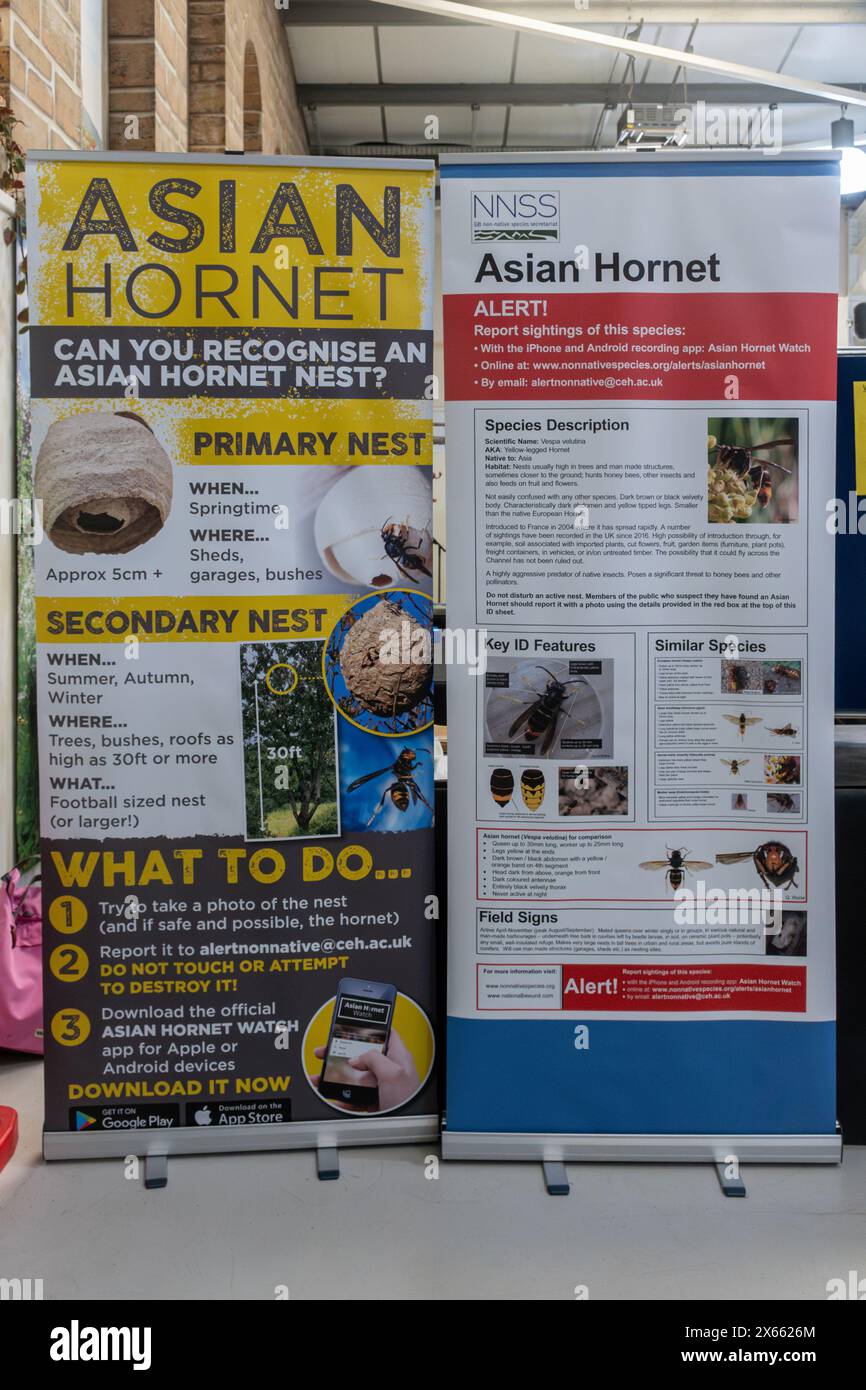 Posters with information about the Asian hornet (Vespa velutina) at a garden show, UK Stock Photo