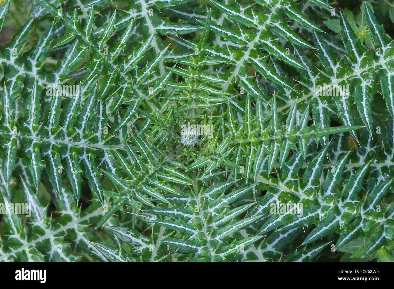 Plant growth patterns hi-res stock photography and images - Alamy
