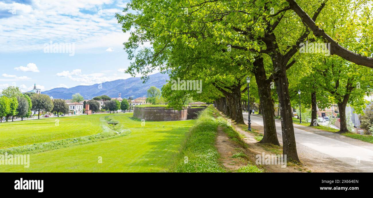 Panorama of trees on the historic surrounding city wall of Lucca, Italy Stock Photo