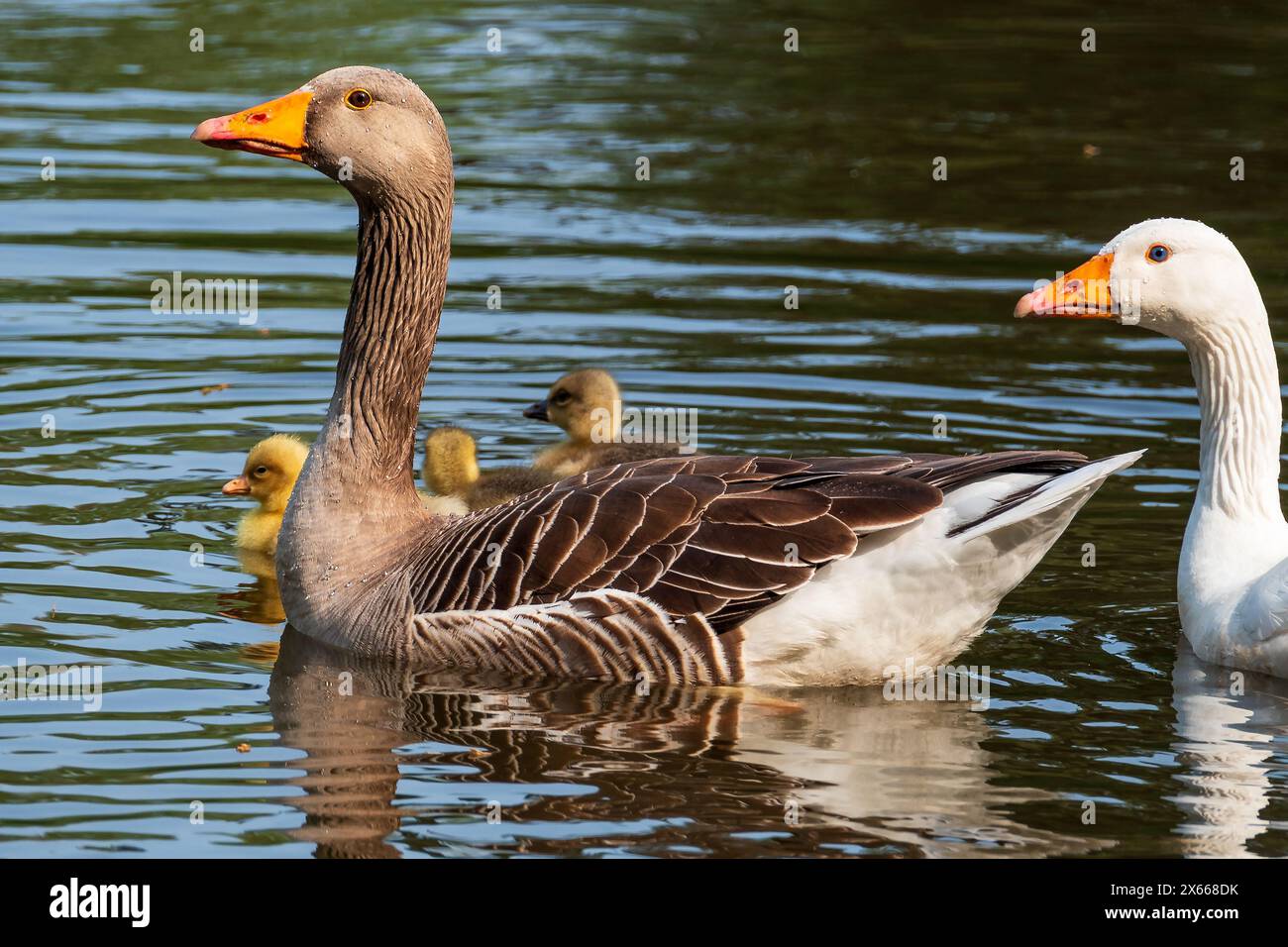 Greylag and domestic goose with their gosling family. Stock Photo