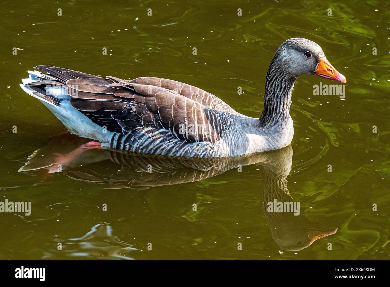 Greylag goose. Stock Photo