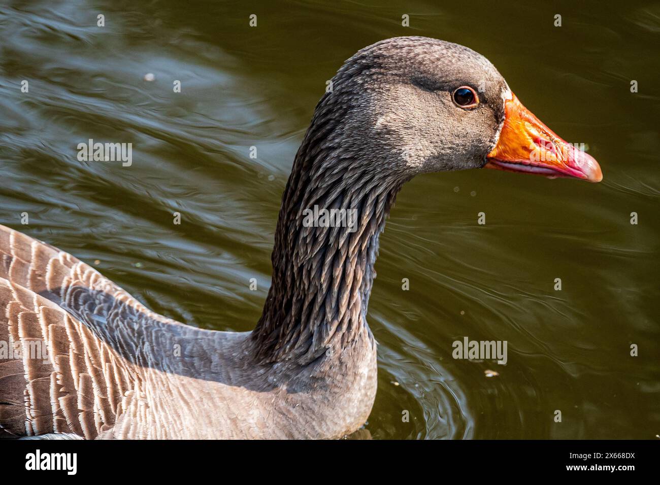 Greylag goose. Stock Photo