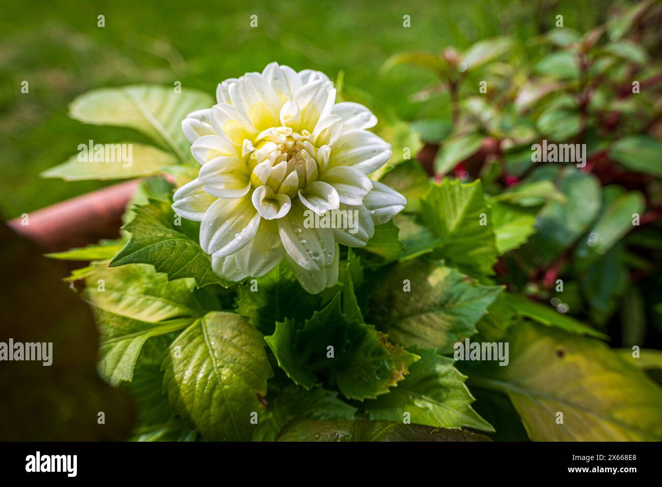 Dahlia pinnata flower. Stock Photo