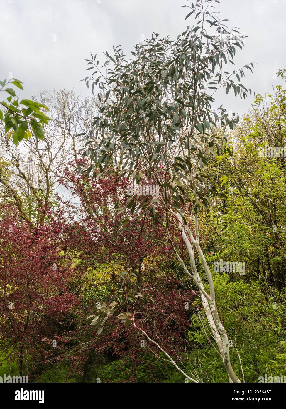 Young plant of the hardy evergreen alpine snow gum tree , Eucalyptus pauciflora spp niphophila Stock Photo