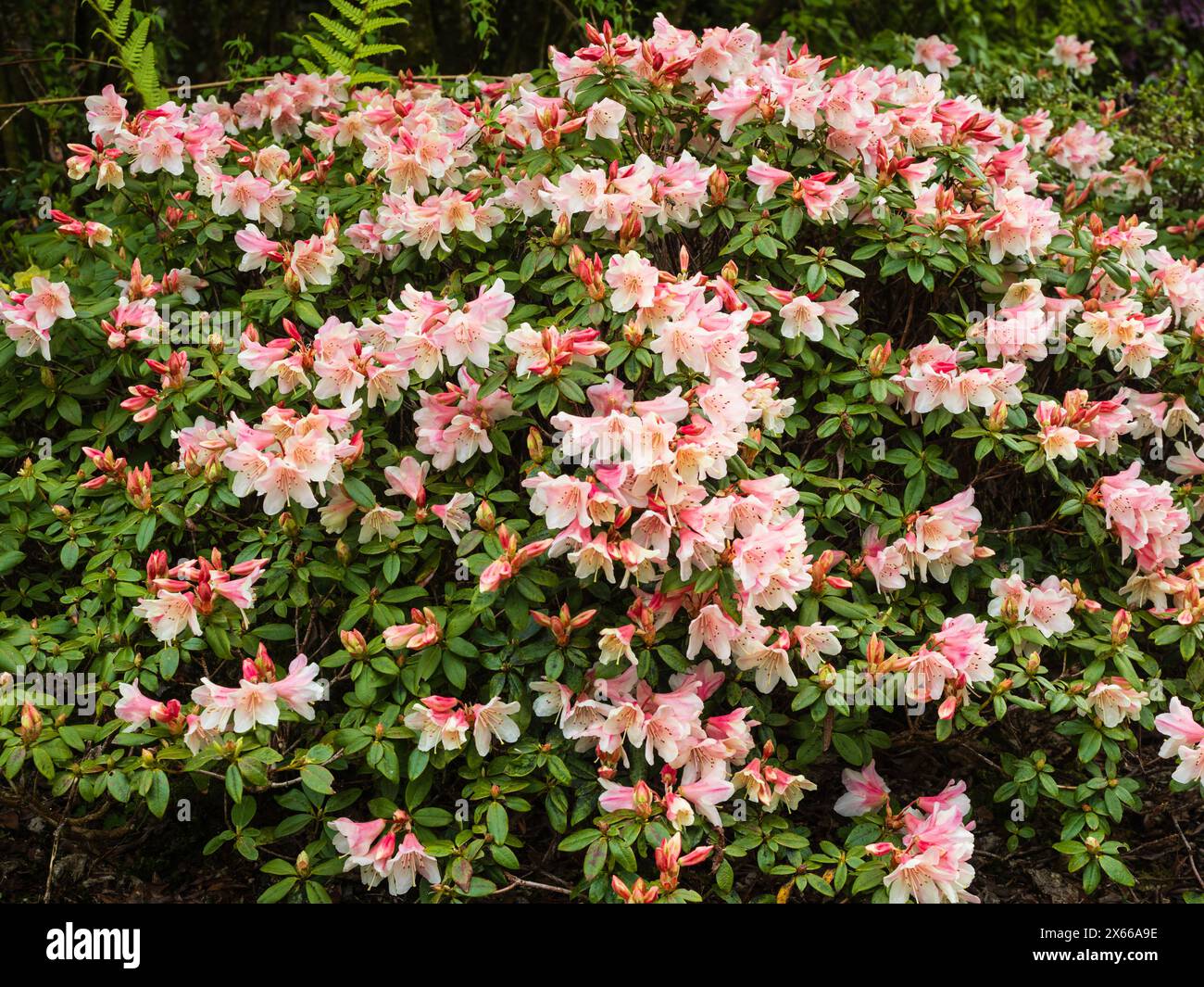 Bell shaped pink and white spring flowers of the hardy, compact evergreen shrub, Rhododendron 'Tree Creeper' Stock Photo
