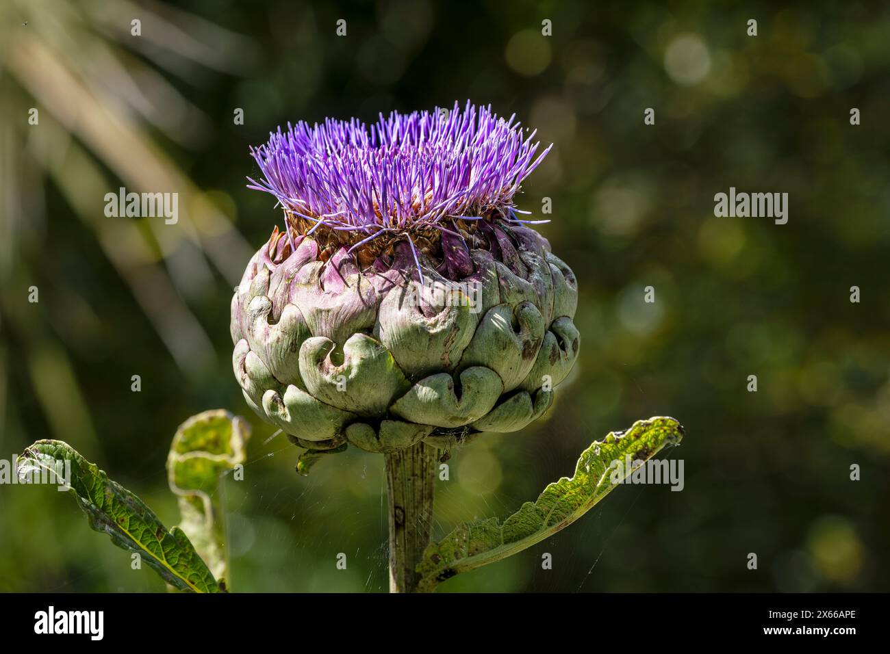 A Cardoon plant Cynara cardunculus in bloom in a garden in Newquay in Cornwall in the UK. Stock Photo