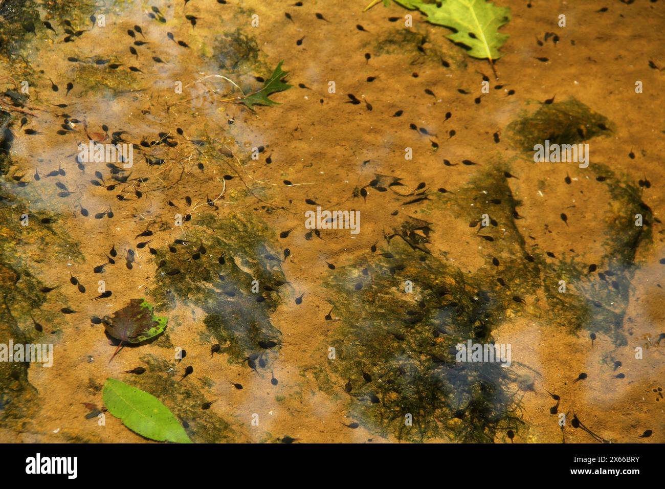 Virginia, U.S.A. Tadpoles in water. Stock Photo