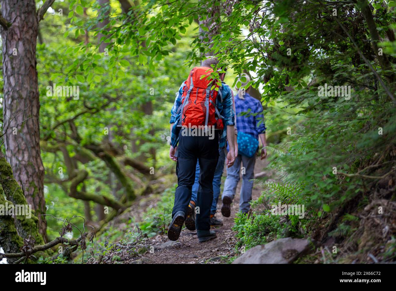 Group hikers in forest hi-res stock photography and images - Alamy