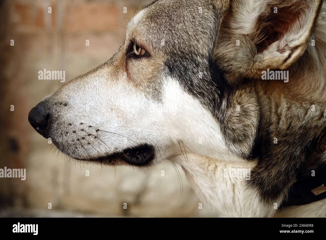 Czechoslovakian wolfdog hi-res stock photography and images - Alamy