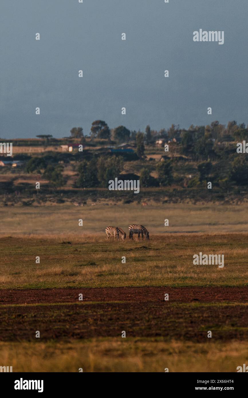 Ol pejeta conservancy zebra hi-res stock photography and images - Alamy