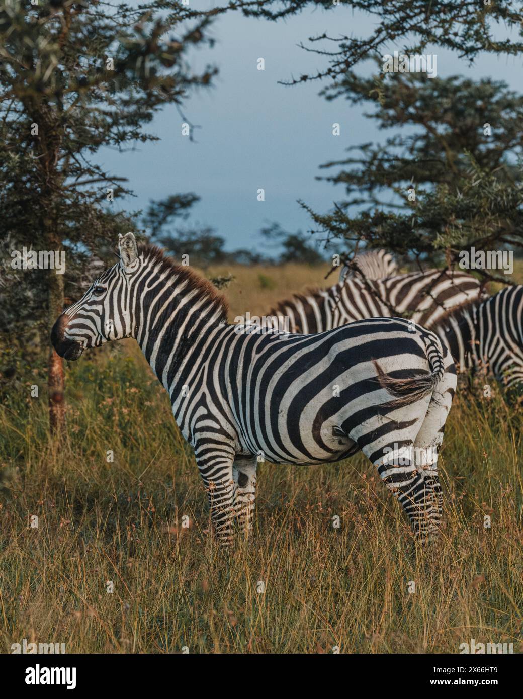 Zebra in grassy nature hi-res stock photography and images - Alamy