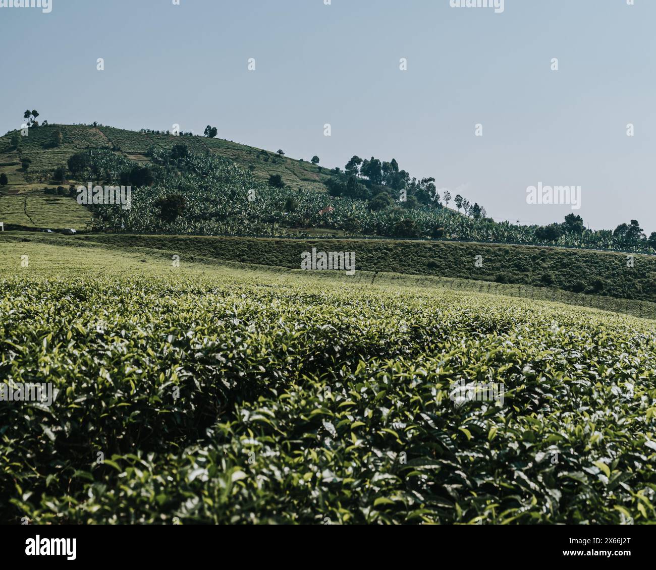 Lush green tea plantation path under Uganda's blue sky Stock Photo