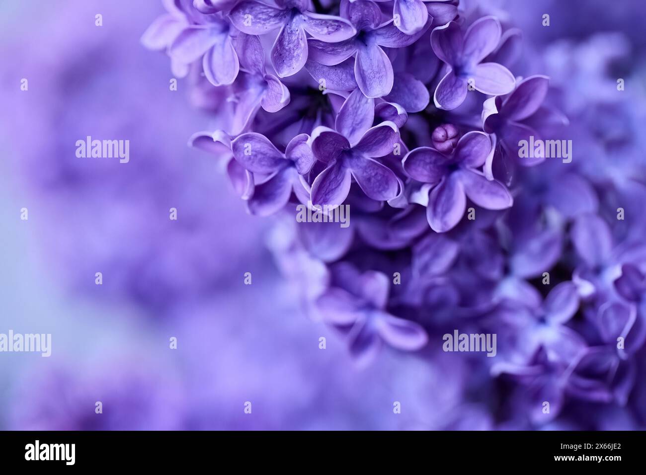 Soft textured blooms hi-res stock photography and images - Alamy