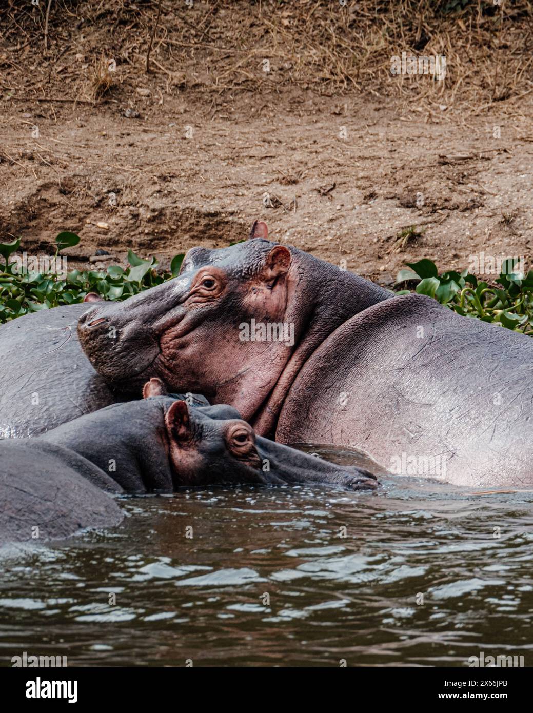 Group of Hippopotamus in Kazinga Channel in Queen Elizabeth National Park, Uganda, Albino Hippopotamus Stock Photo