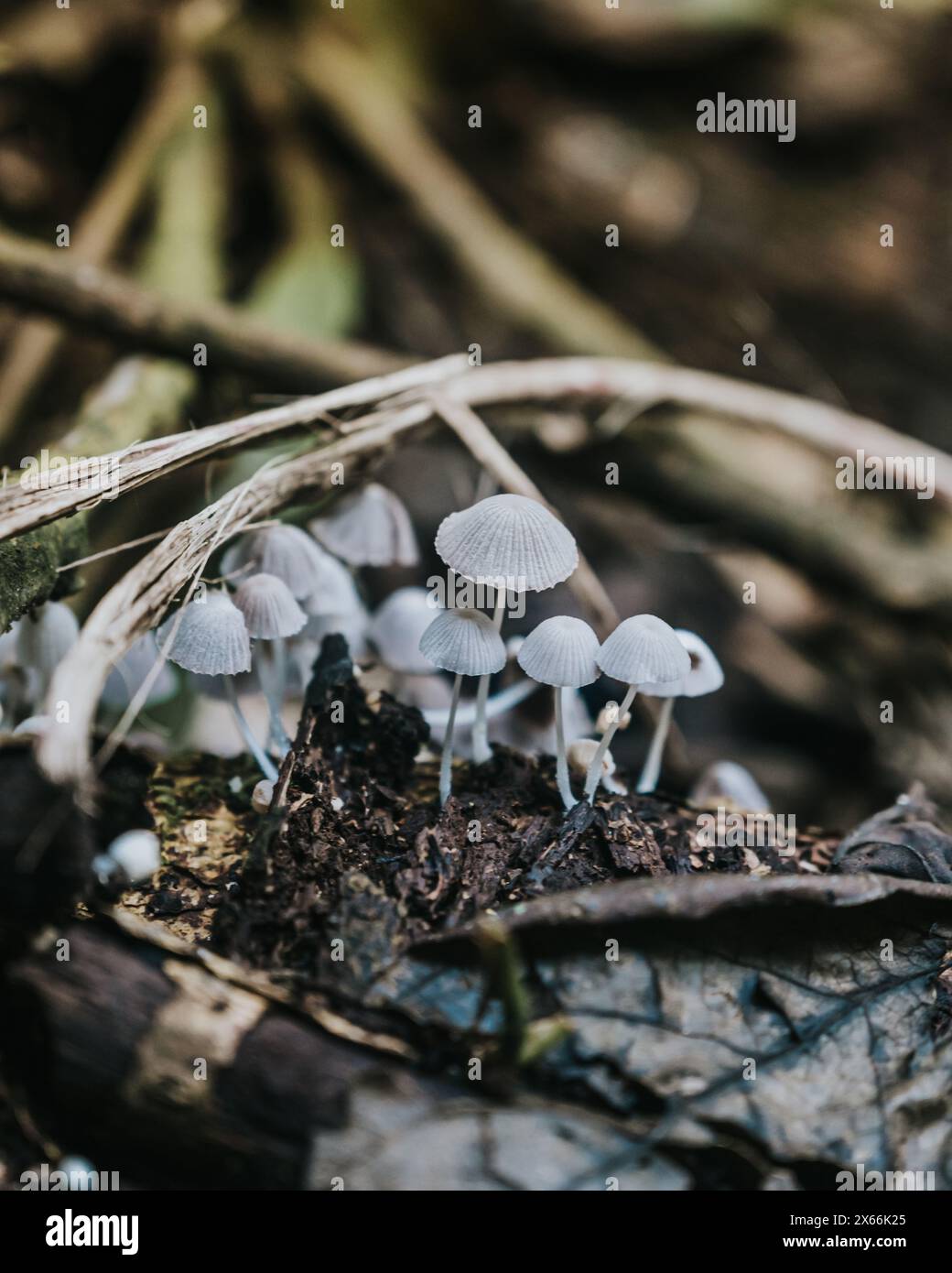 Delicate mushrooms thriving on the forest floor in Uganda Stock Photo
