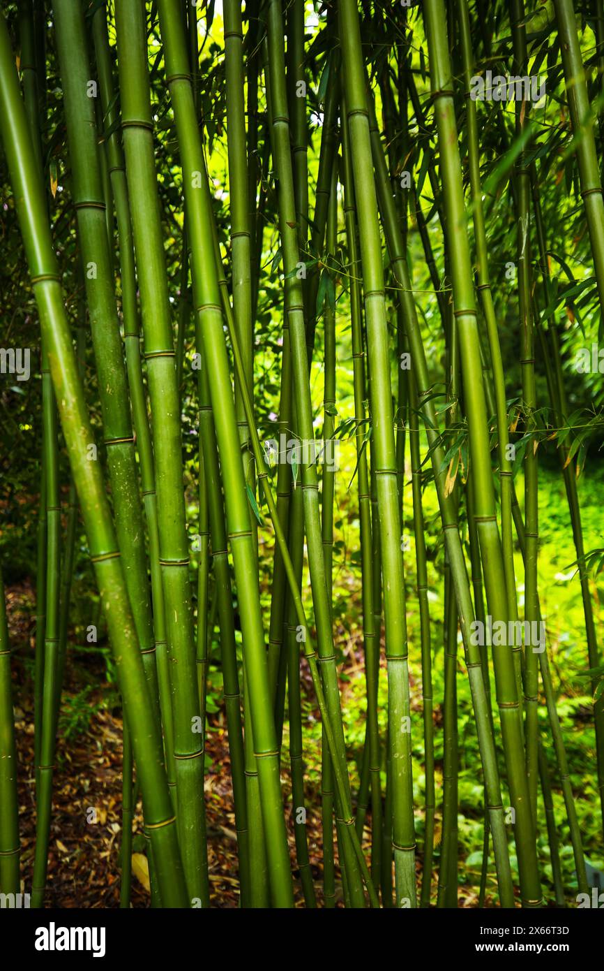 Phyllostachys bissetii main image 1