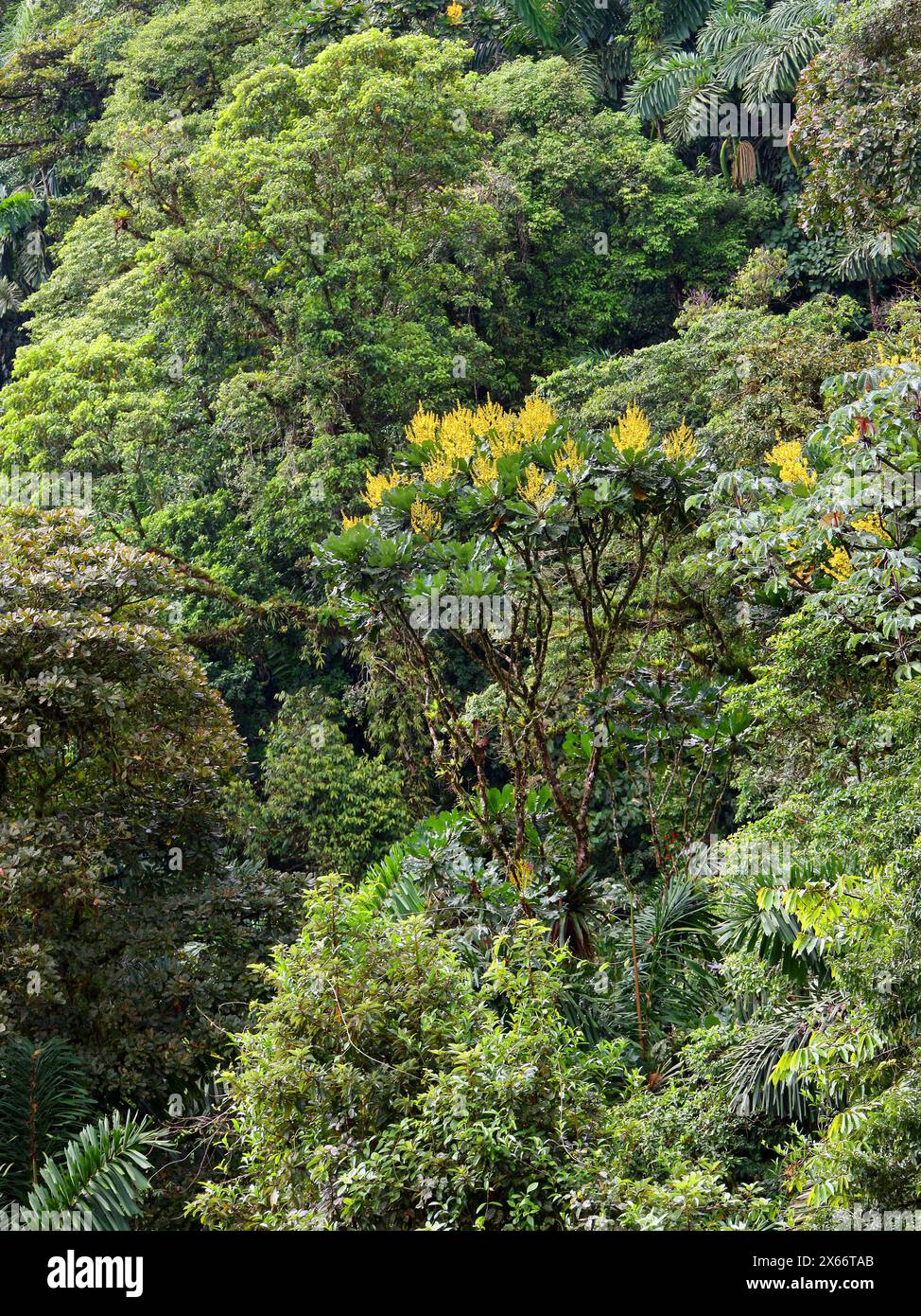 Cespedesia spathulata, Ochnaceae.  Arenal Hanging Bridges Rainforest Canopy Park, La Fortuna, Alajuela Province, Costa Rica. Stock Photo