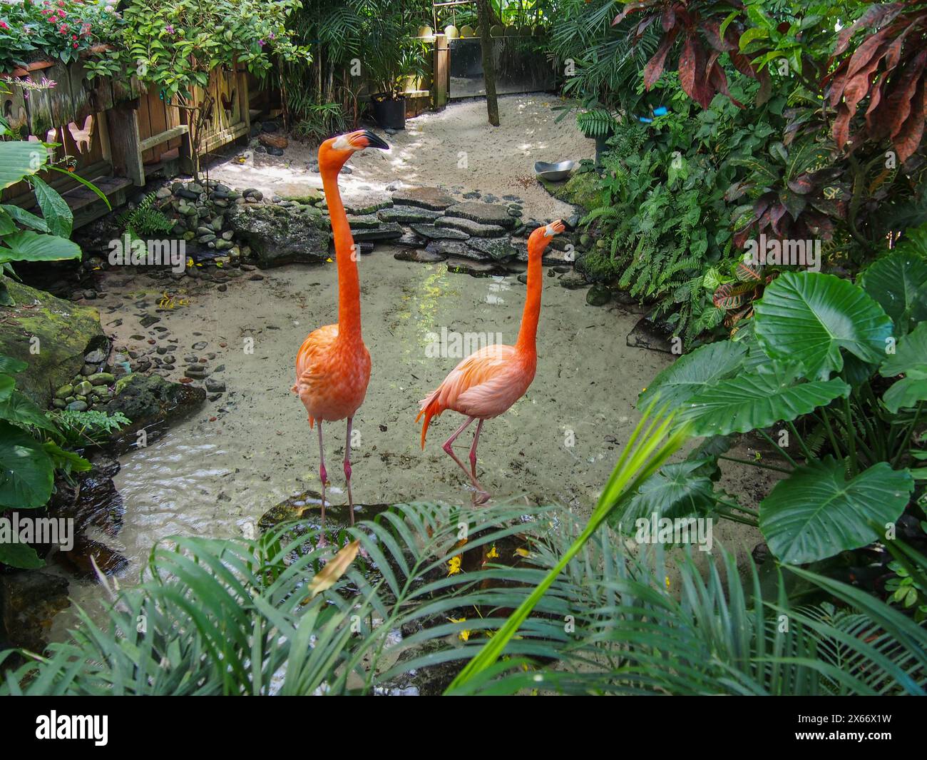 Caribbean Flamingos named Rhett & Scarlett at The Key West Nature and