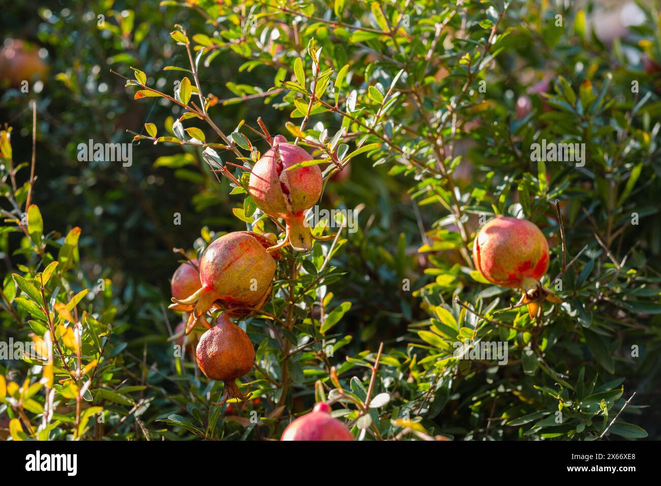 Sun-kissed pomegranates dangle amidst the verdant leaves of their tree, offering a vibrant display of ripening fruit ready for harvest. The warm sunlight enhances their rich, red hues. Sunlit Pomegranate Bounty Stock Photo