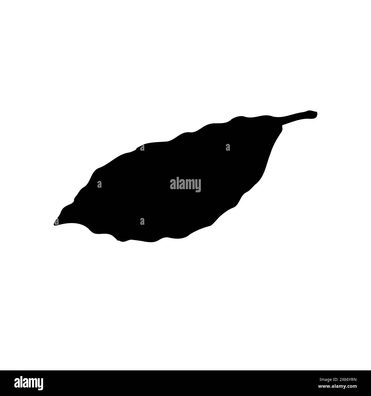 Vector hand drawn bay leaf silhouette isolated on white background