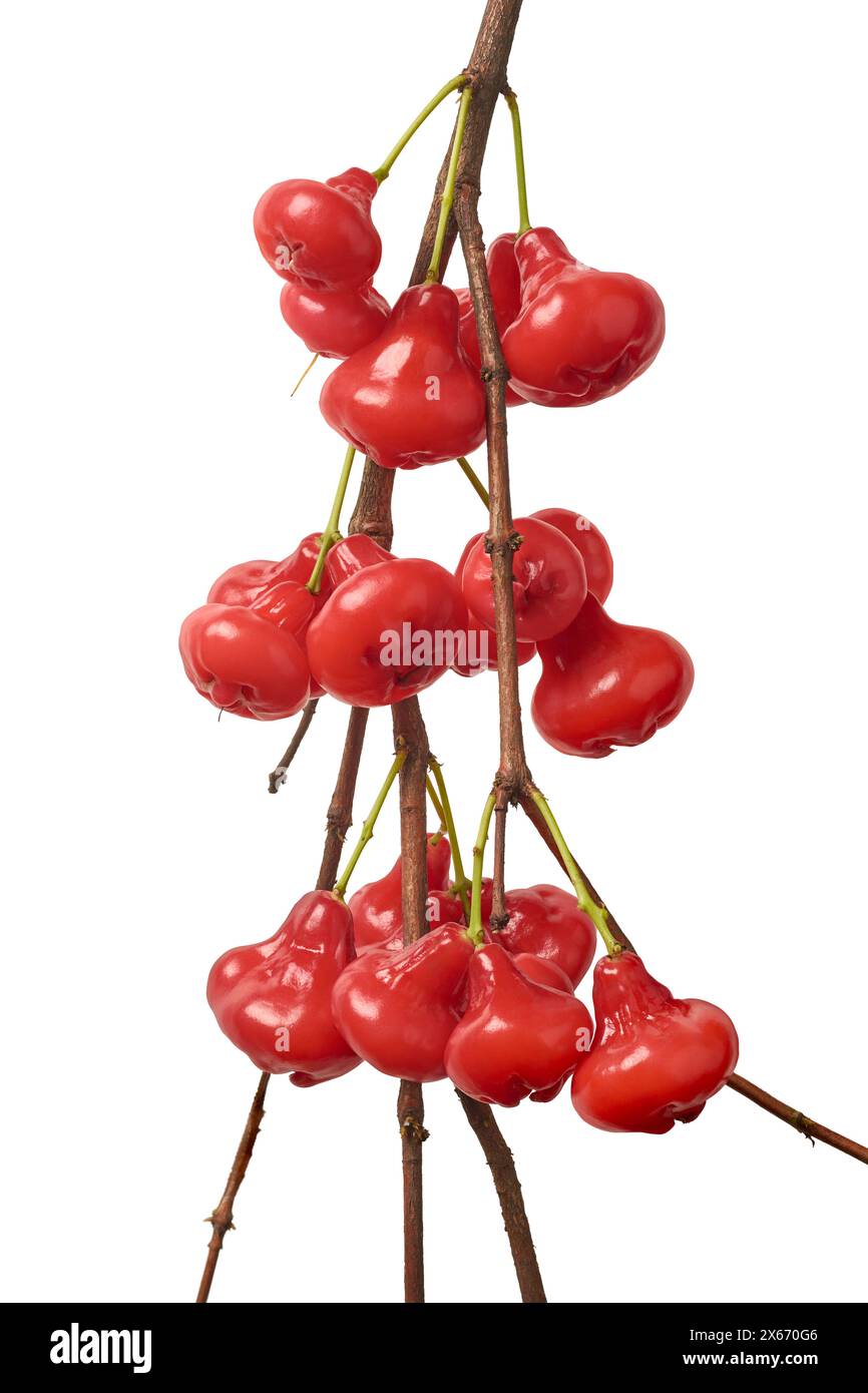 bunch of jambu or rose apple on tree branch isolated white background, water, wax or jamaican apple, red color bell shaped tropical fruit Stock Photo