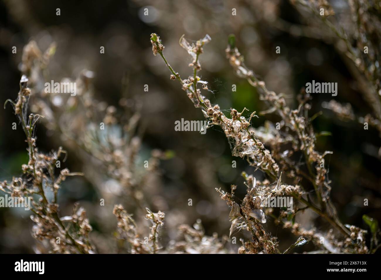 PRODUCTION - 13 May 2024, Berlin: A bush infested by the box tree moth ...