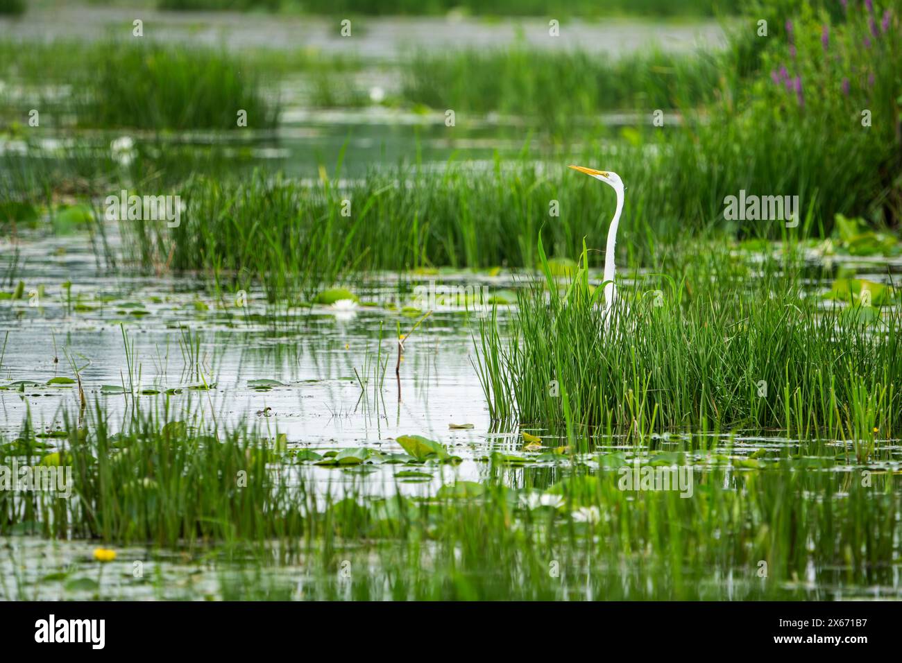 Great Egret hunting for food in a marsh along the St. Lawrence River Stock Photo