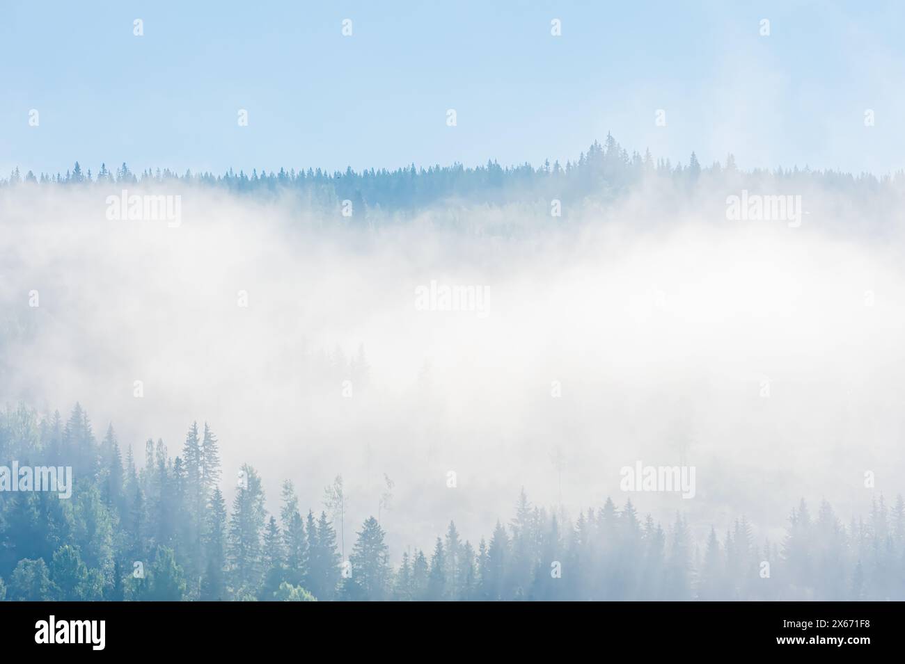 Dense pine trees shrouded in hi-res stock photography and images - Alamy
