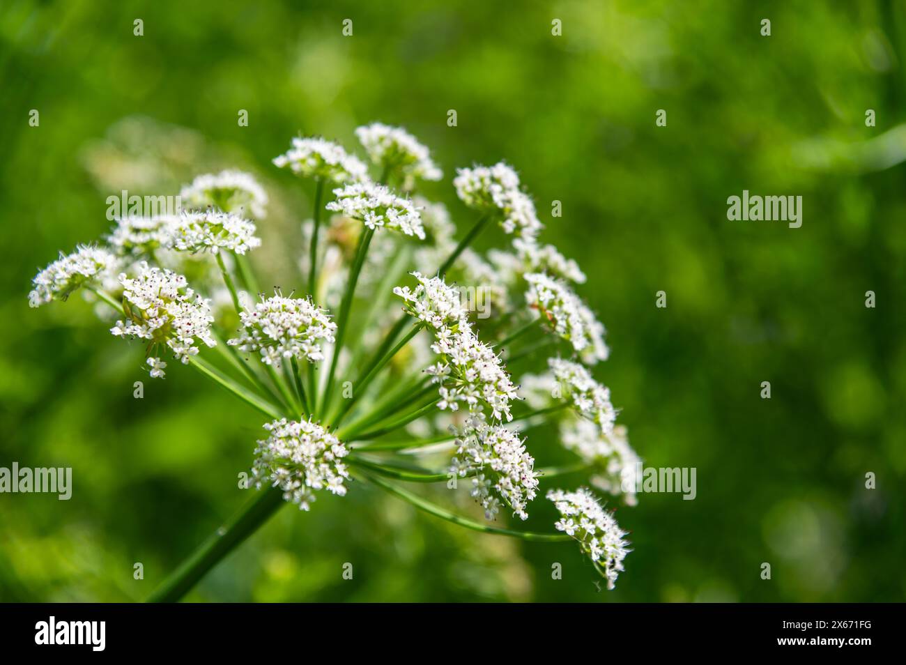 Cow Parsley head against a background of lush, green growth in the English countryside. Anthriscus sylvestris. Stock Photo