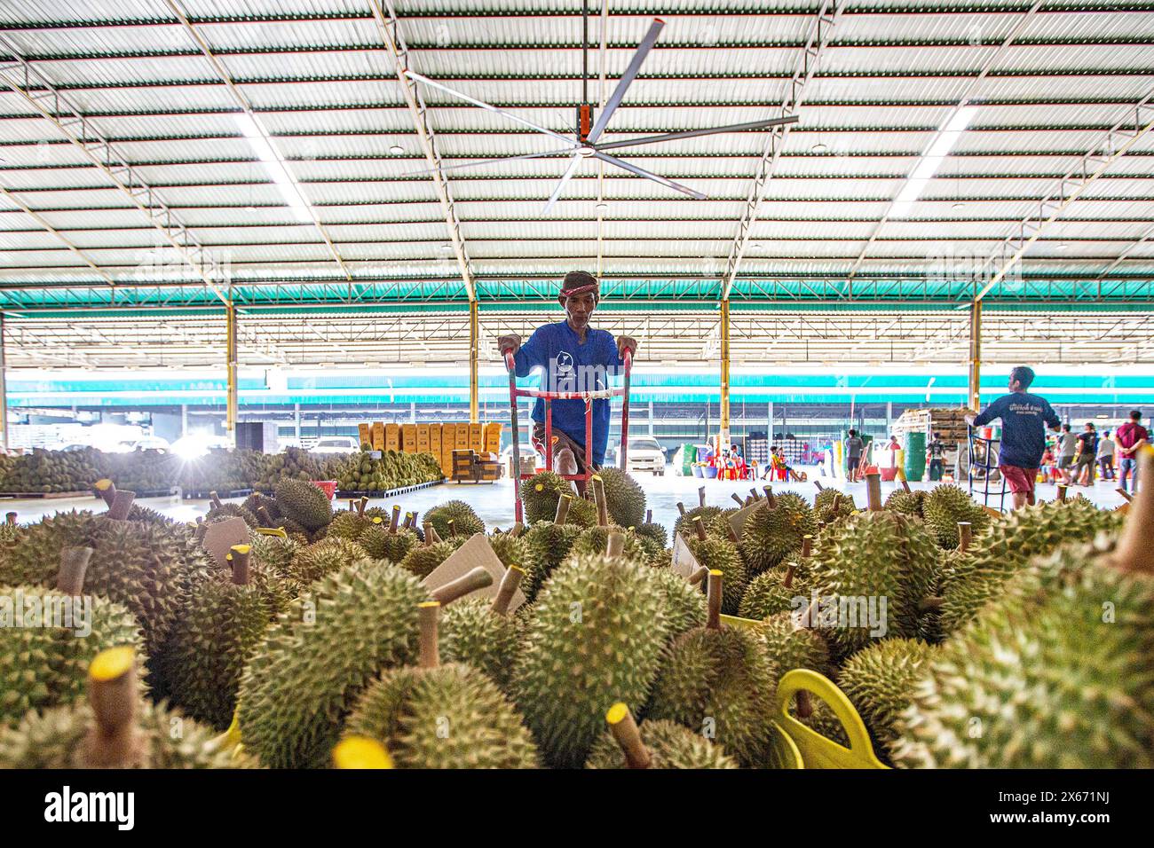 Durian Rind Processing Processing of durian hi-res stock photography and images - Alamy