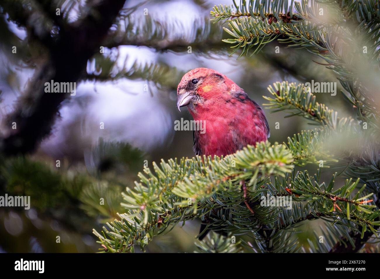 Male White-winged crossbill on the lookout for food. Stock Photo