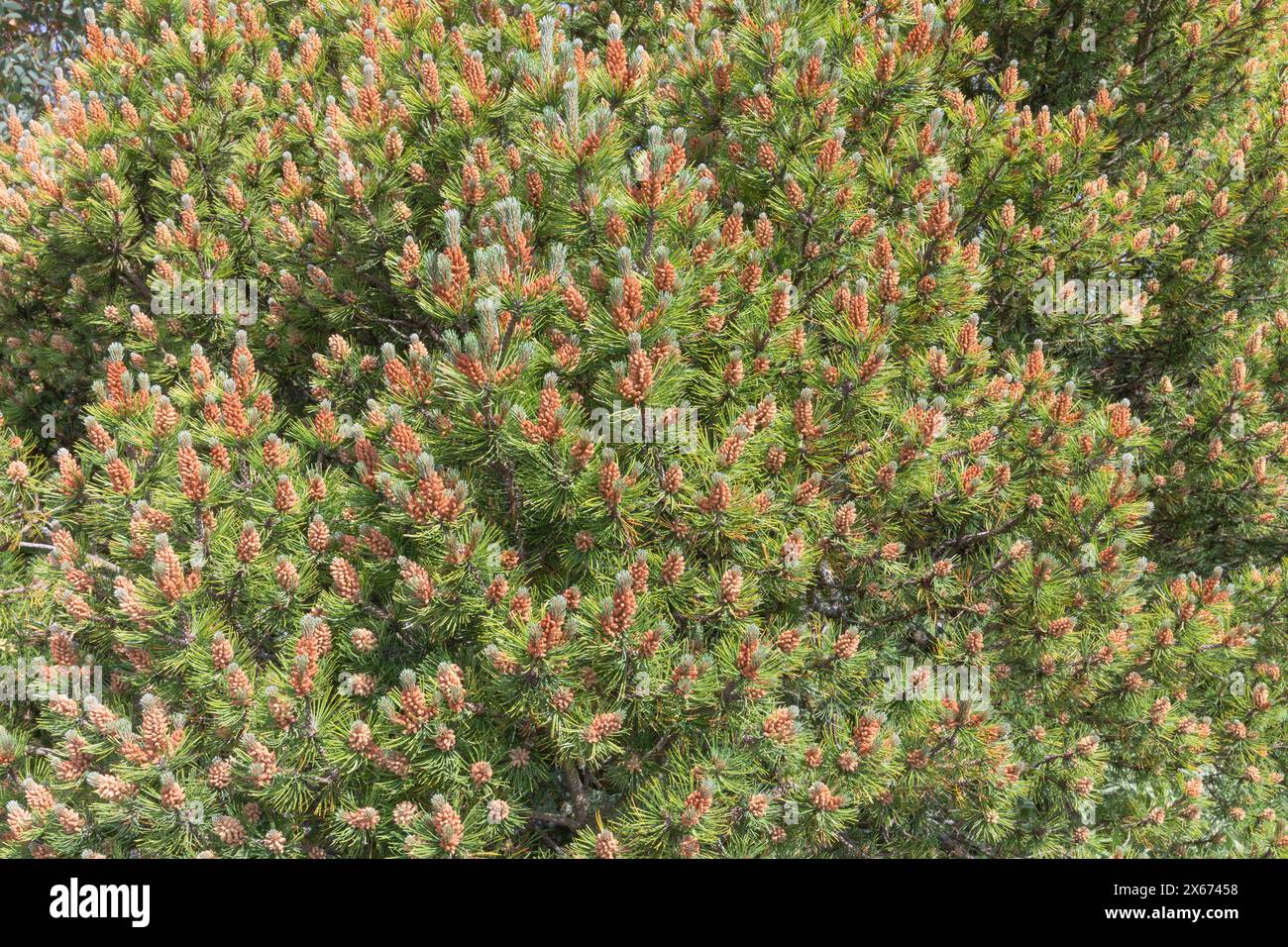 Needle laden branches of the pinusmugo ophir, with the early stages of thebrown cones forming Stock Photo