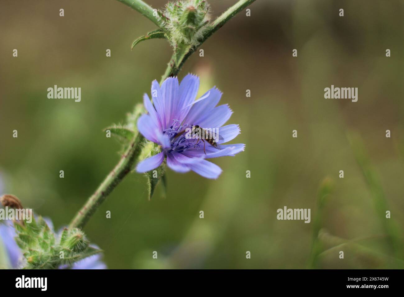 Blossom purple flower in nature. Detail of a Eupeodes bee on a  common chicory (Cichorium intybus) flower. Stock Photo