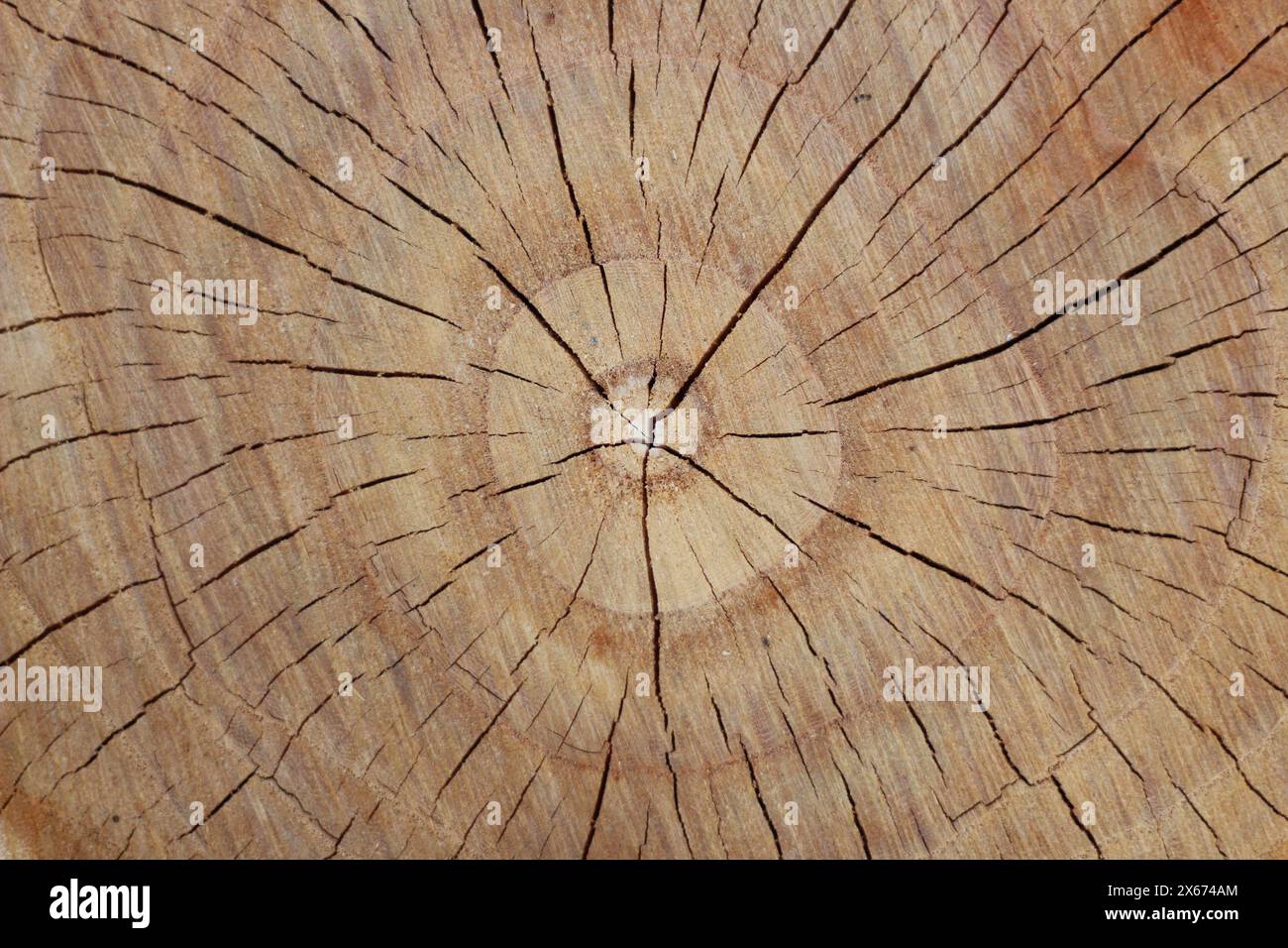 Cut tree trunk top view. Overhead shot of a detailed old log. Copy