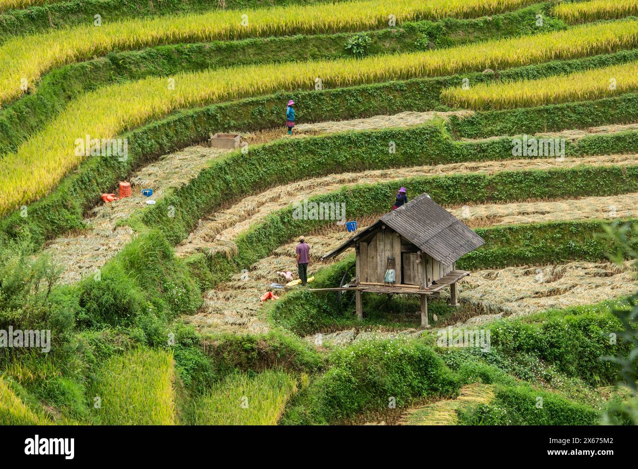 Harvest time at the stunning rice terraces of Mu Cang Chai, Yen Bai