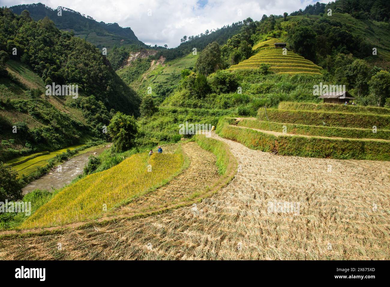 Harvest time at the stunning rice terraces of Mu Cang Chai, Yen Bai ...