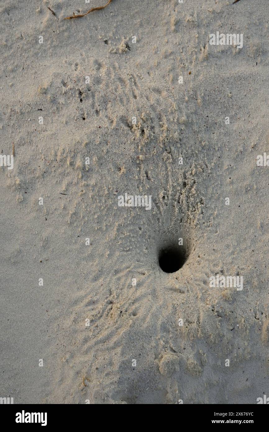 Tropical crabs on Tanzania beach running and digging holes under the sand Stock Photo