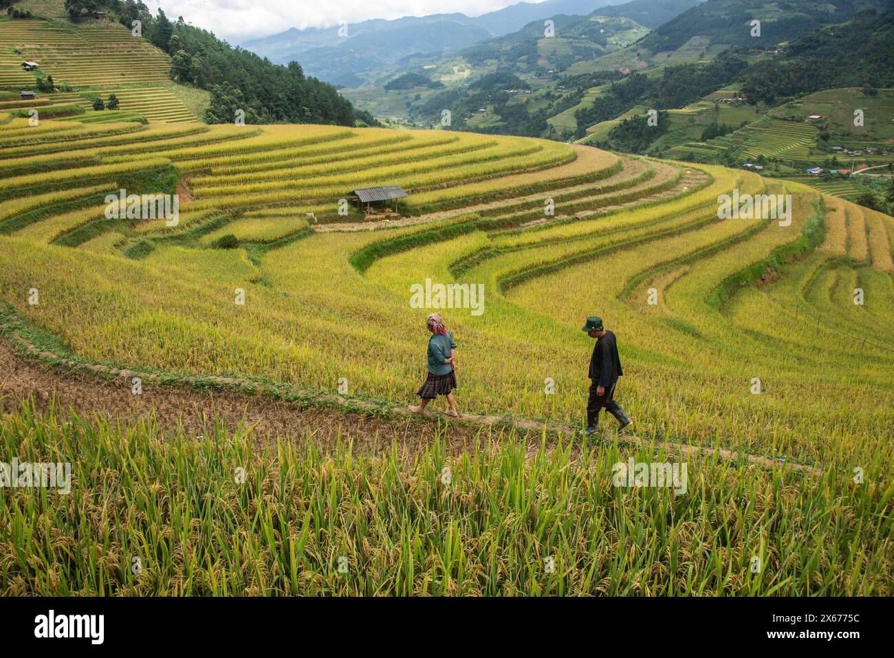 Harvest time at the stunning rice terraces of Mu Cang Chai, Yen Bai