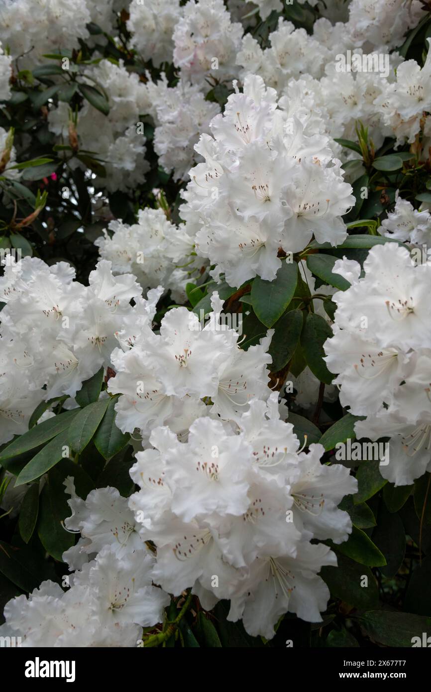 Pure white Rhododendron with huge flower heads in late spring. A mature evergreen shrub with dark green foliage. Stock Photo