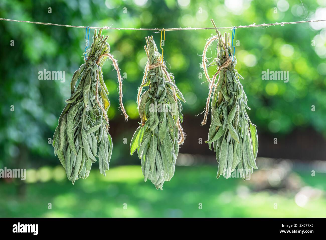 Bunch of  green sage leaves drying on air. Herbs for medicine, aromatherapy and fumigation. Stock Photo