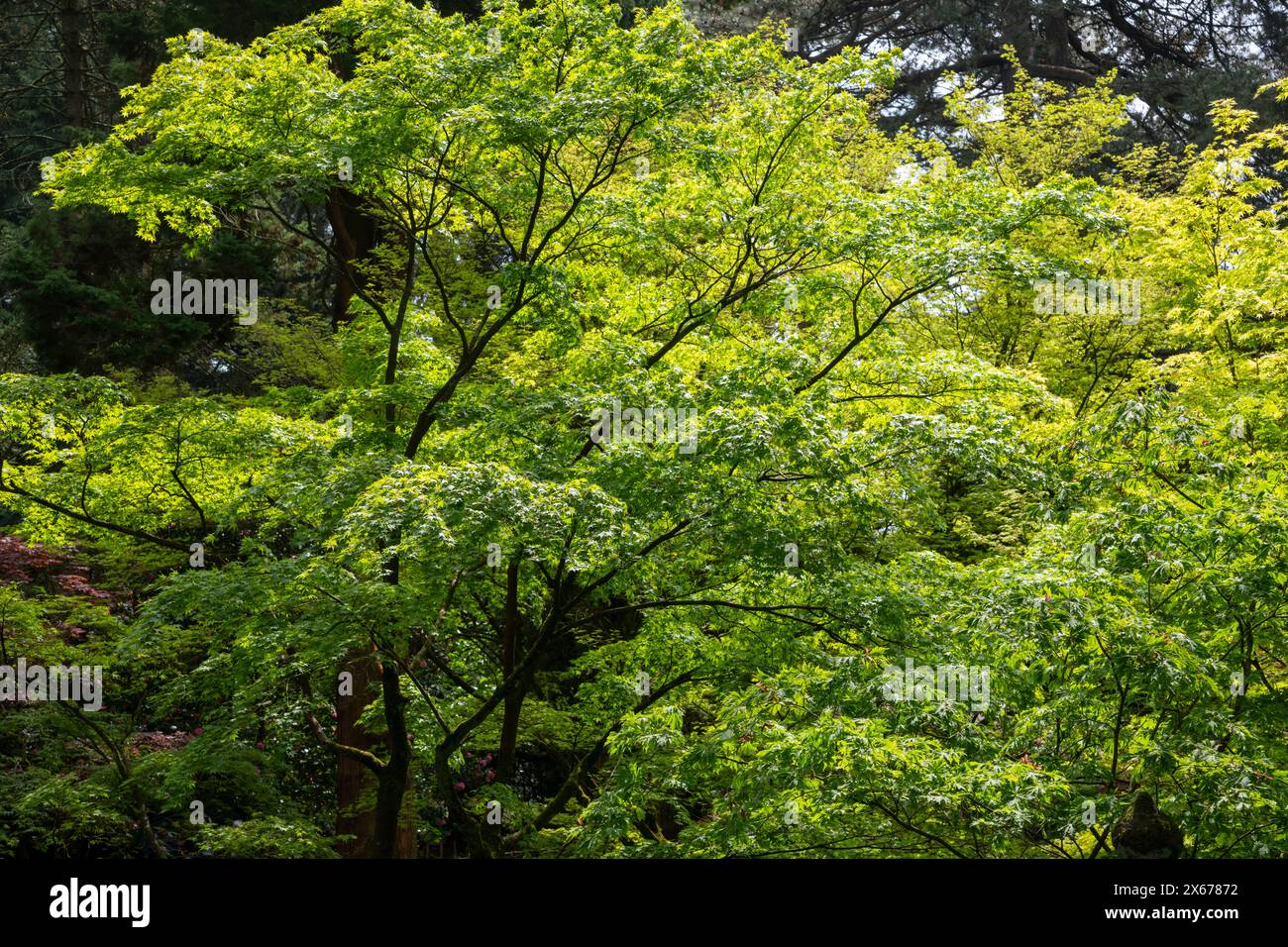 Spring sunlight making the new foliage of a Japanese Acer with pale green leaves glow. Stock Photo