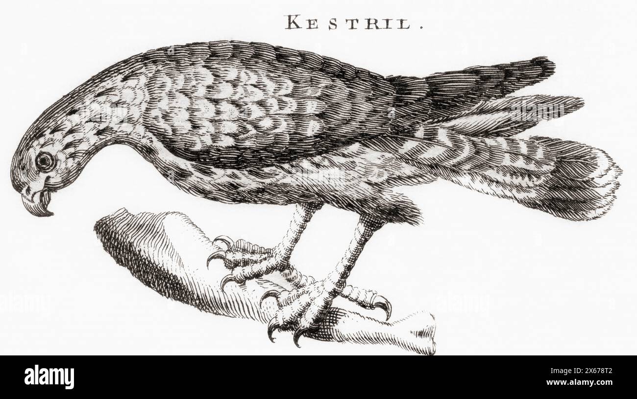 18th century engraving by T Jeffreys of a Kestrel. Stock Photo