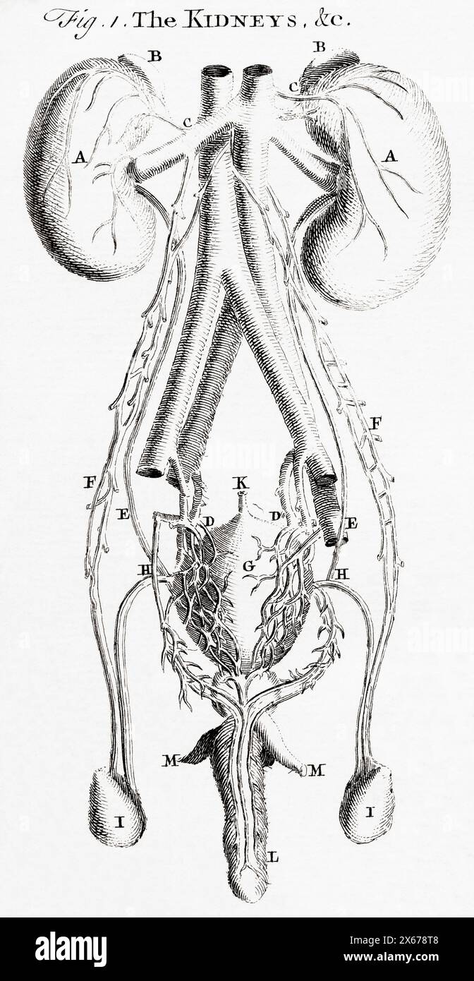 18th century engraving by T Jefferys. The kidneys. Stock Photo
