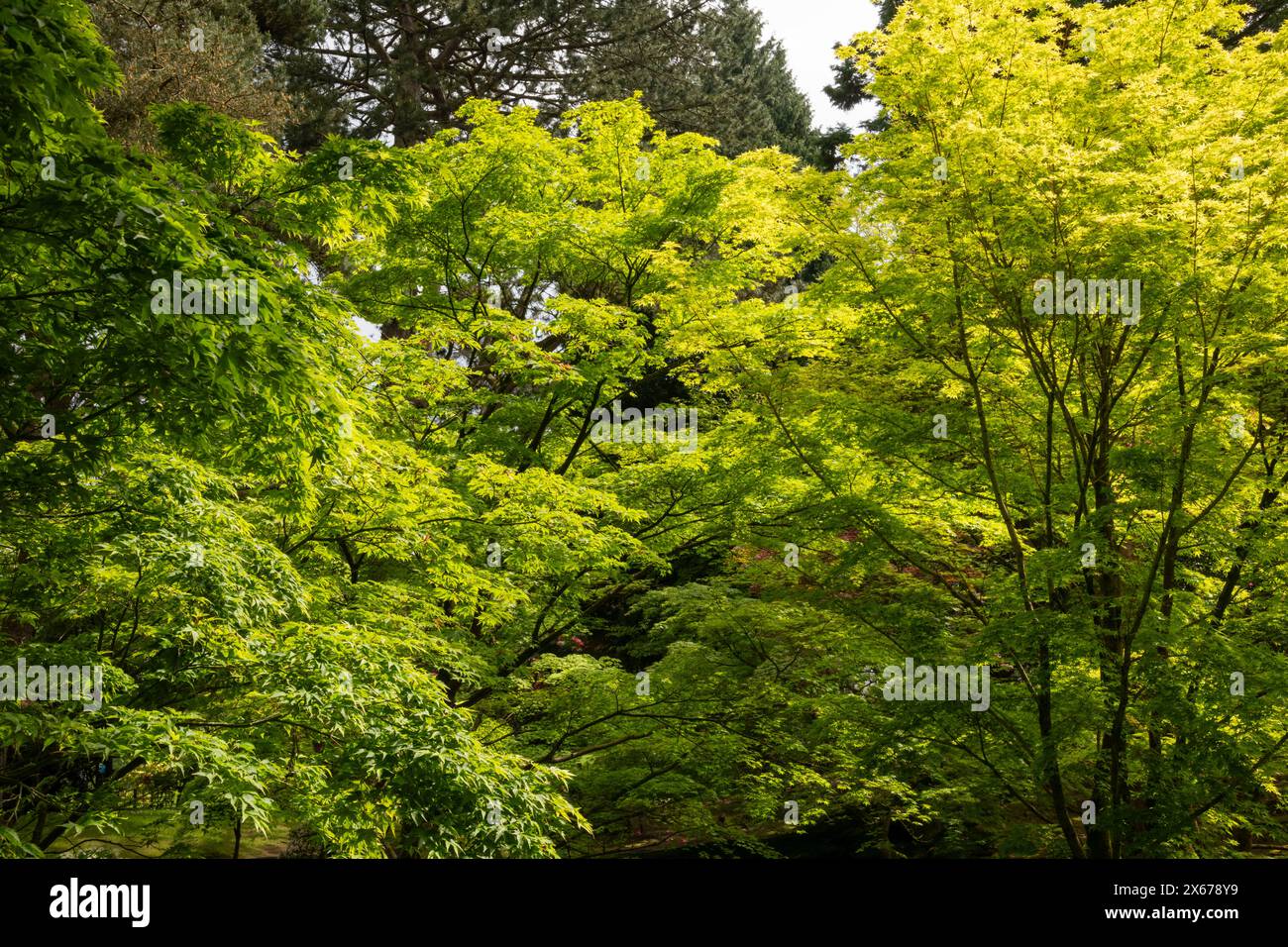 Spring sunlight making the new foliage of a Japanese Acer with pale green leaves glow. Stock Photo