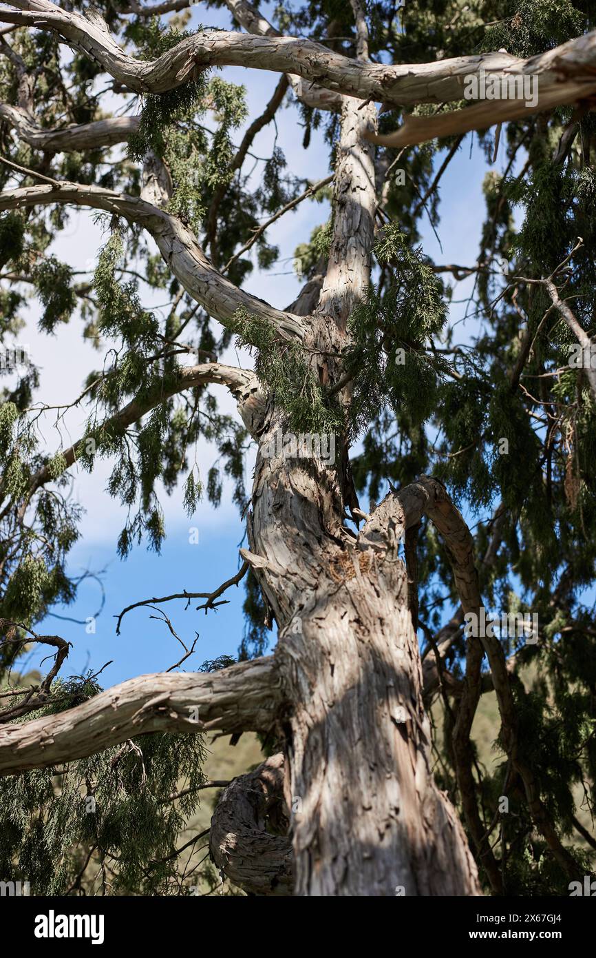 tall tree with rugged bark, green needle-like leaves stands against ...