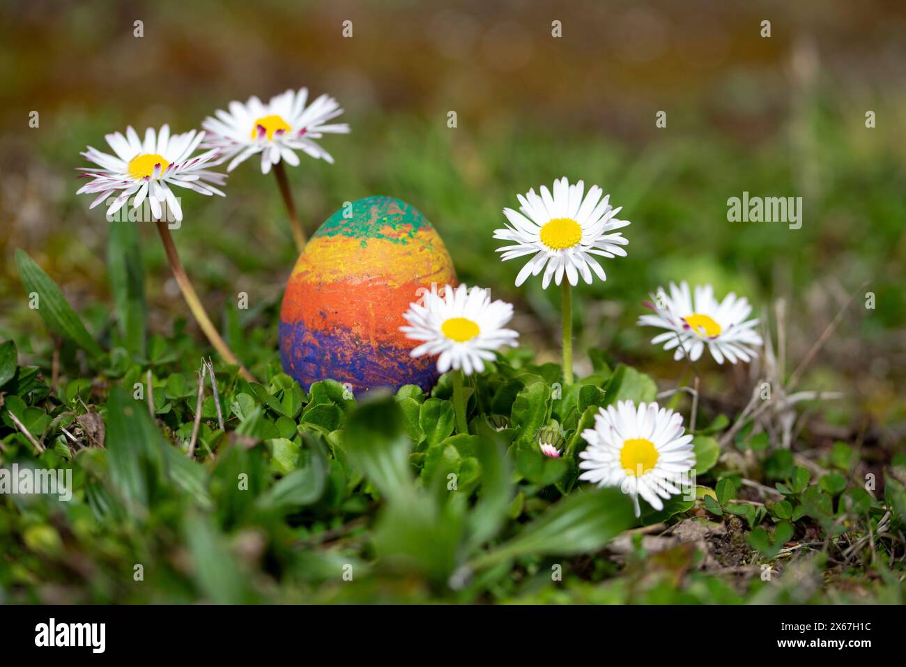 Painted Easter egg standing between daisies, Germany. Stock Photo