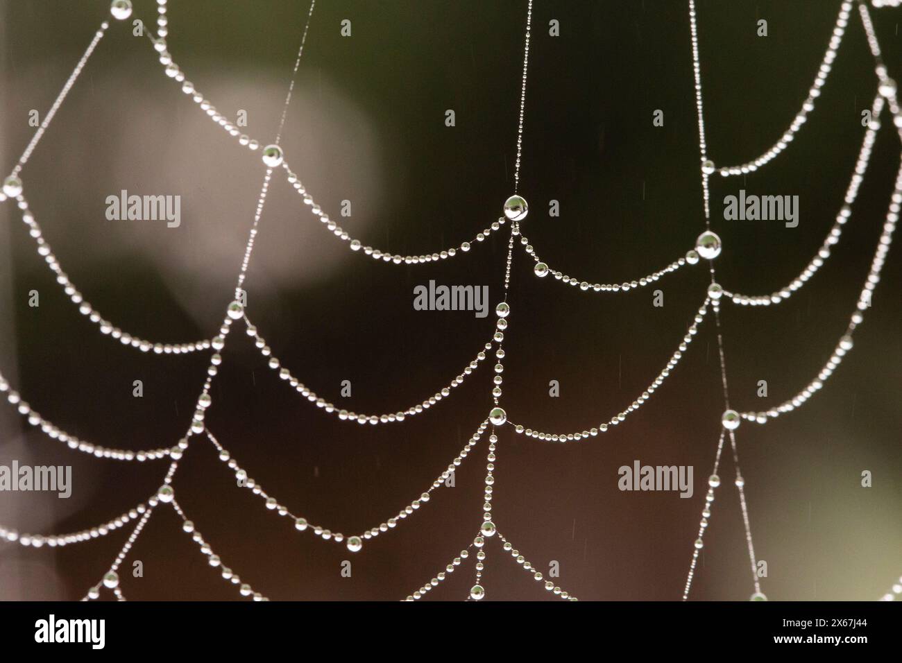 Close-up of drops in a spider's web against a dark background Stock Photo